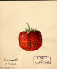 Strawberries, Mammoth (1891)