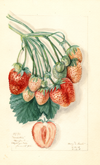 Strawberries, Manhattan (1911)
