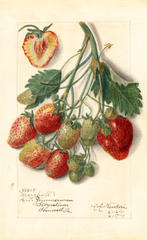 Strawberries, Marshall (1911)