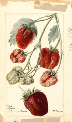 Strawberries, Marshall