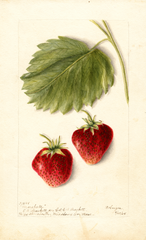 Strawberries, Marshall (1904)