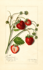 Strawberries, Maryland (1914)