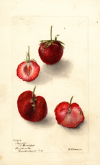 Strawberries, Maynor (1900)