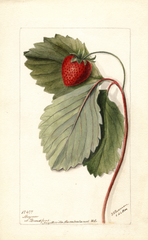 Strawberries, Maynor (1900)