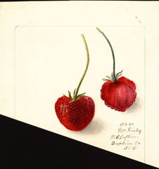 Strawberries, Mckinley (1900)