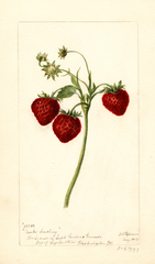 Strawberries, Meeks (1897)