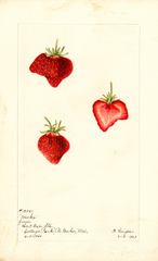 Strawberries, Meeks (1900)