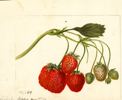 Strawberries, Michel (1894)