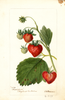 Strawberries, Middlefield (1898)
