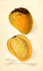 Mangoes, Douglas Bennett Alphonse (1906)