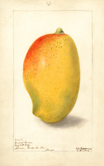 Mangoes, General Gordon (1904)