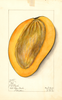 Mangoes, Golo (1912)