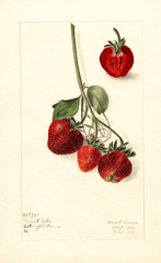 Strawberries, Mount Vista (1909)