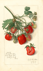 Strawberries, Mrs. Miller (1911)