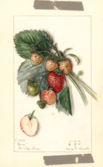 Strawberries, Myer (1911)