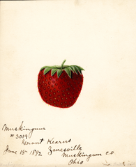 Strawberries, Muskingum (1892)