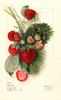 Strawberries, Nanticoke (1912)