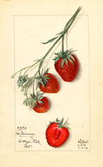 Strawberries, New Discovery (1913)