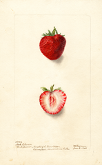 Strawberries, Nick Ohmer (1903)
