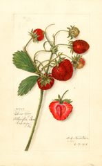 Strawberries, Ohio Bay (1915)