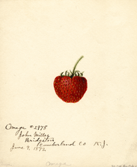 Strawberries, Omega (1892)