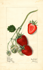 Strawberries, Outlander (1913)