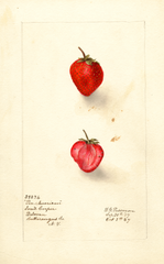 Strawberries, Pan American (1907)
