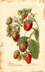 Strawberries, Parker Earle (1894)