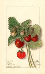 Strawberries, Parsons (1912)