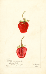 Strawberries, Parsons (1901)