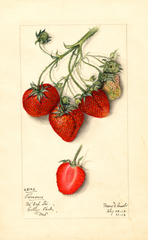 Strawberries, Parsons (1913)