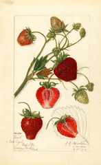 Strawberries, Pearl (1916)