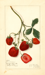 Strawberries, Tennessee (1913)