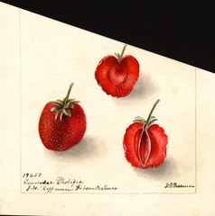 Strawberries, Tennessee Prolific (1900)