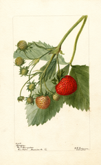 Strawberries, Thompson (1901)