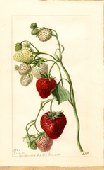 Strawberries, Timbrell (1897)