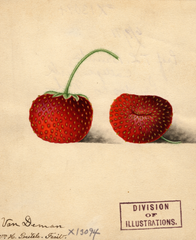 Strawberries, Van Deman (1891)
