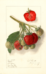 Strawberries, Velvet (1909)