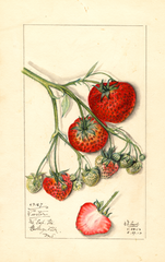 Strawberries, Wooster (1913)