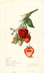 Strawberries, Yant (1907)