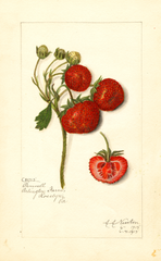 Strawberries, Pennell (1915)