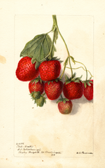 Strawberries, Phil-crates (1901)