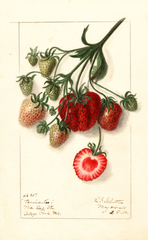 Strawberries, Pocahontas (1910)