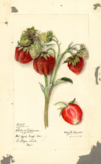 Strawberries, Pride Of Delaware (1916)