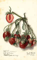 Strawberries, Ryckman (1907)