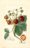 Strawberries, Saunders (1912)