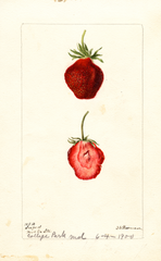 Strawberries, Seaford (1900)