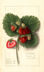 Strawberries, Shipping King (1911)