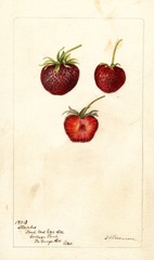 Strawberries, Staples (1900)