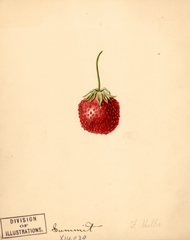 Strawberries, Summit (1891)